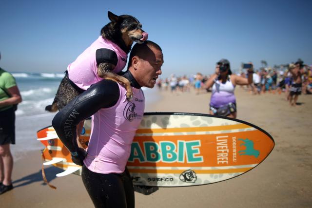 A dog is carried up the beach after competing in the competition. (REUTERS) A dog is carried up the beach after competing in the competition. (REUTERS)