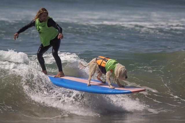 A surfing dog and man compete in a tandem dog/human heat at the Surf Dog Competition. (AFP) A surfing dog and man compete in a tandem dog/human heat at the Surf Dog Competition. (AFP)