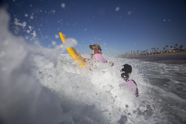 A surfing dog and man fight through incoming surf to waves at the Surf Dog Competition. (AFP) A surfing dog and man fight through incoming surf to waves at the Surf Dog Competition. (AFP)