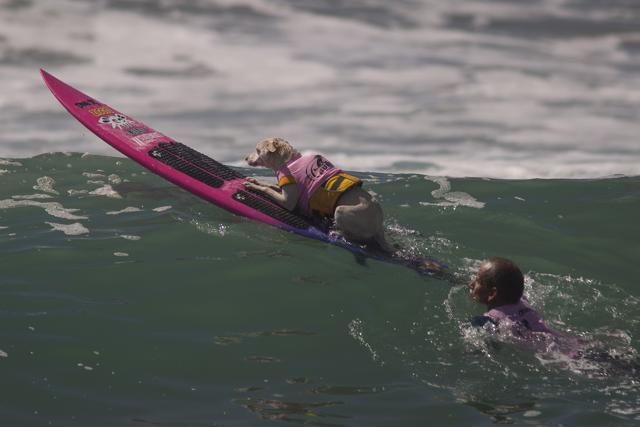 A surfing dog named Sugar and Ryan Rustan paddle out in Huntington Beach, California. (AFP) A surfing dog named Sugar and Ryan Rustan paddle out in Huntington Beach, California. (AFP)