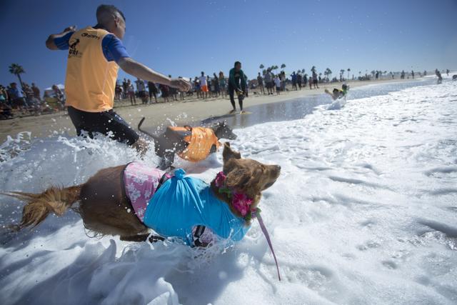 Surfing dogs run in to ocean at the start of a heat of the Surf Dog Competition at the 8th annual Petco Surf City Surf Dog. (AFP) Surfing dogs run in to ocean at the start of a heat of the Surf Dog Competition at the 8th annual Petco Surf City Surf Dog. (AFP)