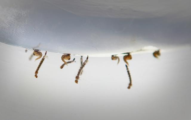 Larvae of Dengue being displayed at Duruelo Convent School in Bandra, Mumbai during the Dengue / Malaria Awareness Drive organised by H/West Ward, Mumbai Municipal Corporation. (Photo by Kalpak Pathak / Hindustan Times)