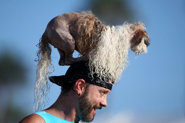 A man carries a dog on his head during the competition. (REUTERS) A man carries a dog on his head during the competition. (REUTERS)