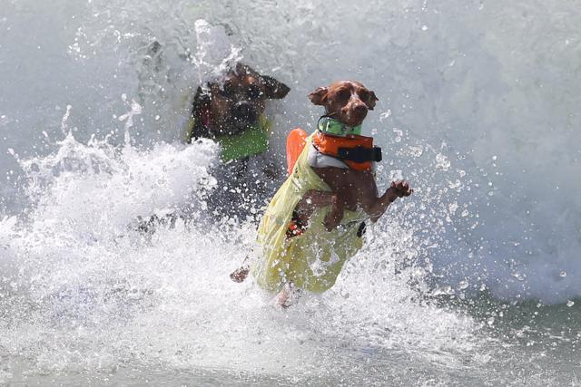 Two dogs wipe out during the Surf City Surf Dog competition. (REUTERS) Two dogs wipe out during the Surf City Surf Dog competition. (REUTERS)