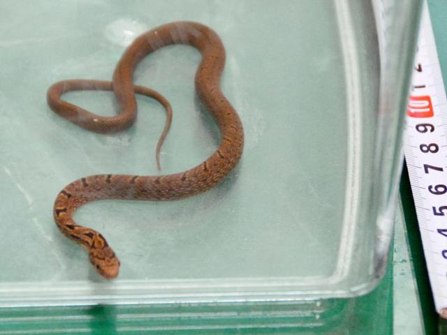 A snake lays in a container after it was caught in bullet train, in Hamamatsu, central Japan.(AP)