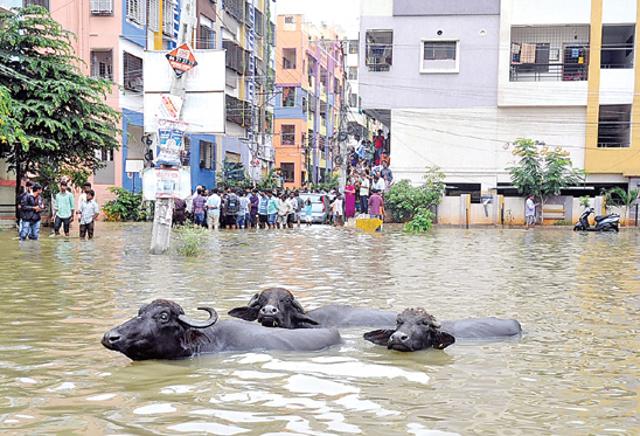 Buffalos wade through a waterlogged road in Hyderabad. (Grist media ) Buffalos wade through a waterlogged road in Hyderabad. (Grist media )