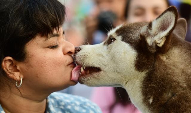 There had been no pet owners in the city who got pet licenses in the city in the past 30 years. (HT Photo)