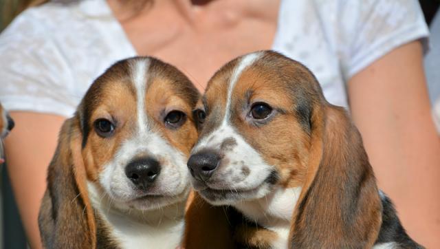 Delhi civic body claims to provide a pet licence within a day of applying online. (HT Photo) Delhi civic body claims to provide a pet licence within a day of applying online. (HT Photo)