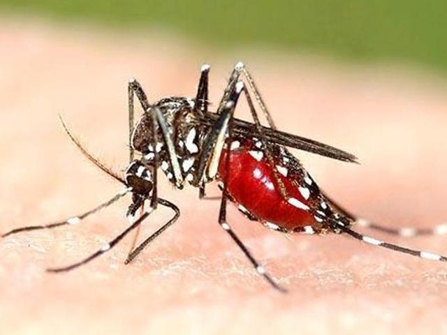 Officials at municipal corporation Jalandhar (MCJ) said that though they have been carrying out fogging from past two months, more cases of dengue are being identified everyday, with patients lining up both in the civil and private hospitals of the city.(Representative image) Officials at municipal corporation Jalandhar (MCJ) said that though they have been carrying out fogging from past two months, more cases of dengue are being identified everyday, with patients lining up both in the civil and private hospitals of the city.(Representative image)