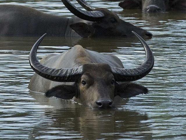 While the buffalo was found from Kothala village of Madhya Pradesh, the two suspected thieves accompanying the animal while crossing the river are missing, and feared to have drowned.(AP file photo)