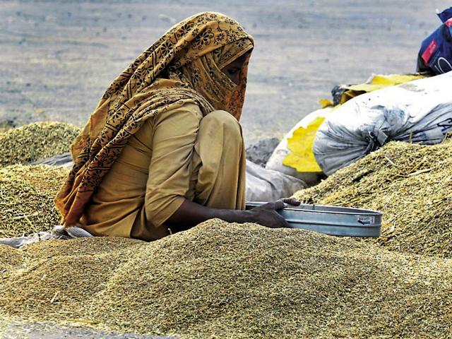 A worker sifting grain at the Gill Road Grain Market in Ludhiana on Monday. Chandigarh meteorological department has predicted a rainy Tuesday.(HT Photo) A worker sifting grain at the Gill Road Grain Market in Ludhiana on Monday. Chandigarh meteorological department has predicted a rainy Tuesday.(HT Photo)