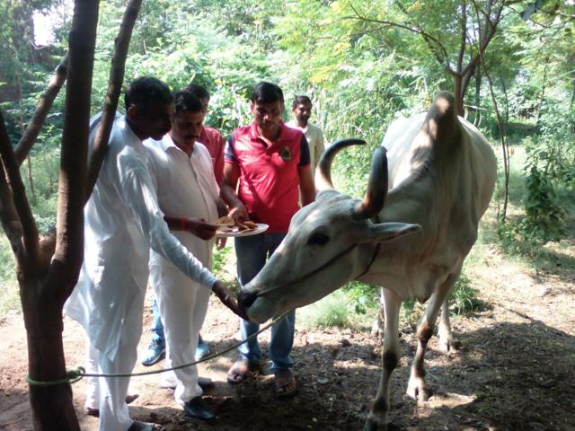 A file picture of farmer Rajendra Yadav’s ox.(HT Photo)