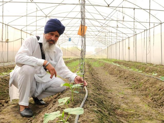 Jinder Singh, winner of Pandit Deendayal Upadhyaya Krishi Puraskar for diversification, alleges lack of political will to bring Punjab’s peasantry out of misery.(Anil Dayal/HT Photo) Jinder Singh, winner of Pandit Deendayal Upadhyaya Krishi Puraskar for diversification, alleges lack of political will to bring Punjab’s peasantry out of misery.(Anil Dayal/HT Photo)