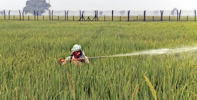 A migrant labourer left behind spraying pesticide over a field near the zero line on Thursday. (Gurpreet Singh/HT Photo)