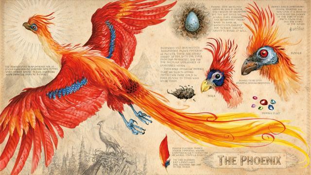 Inside the illustrated edition: Hogwarts headmaster Dumbledore’s pet, phoenix. (Pottermore)