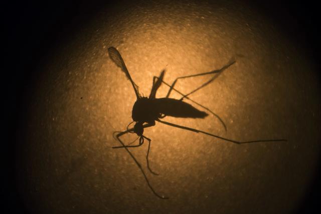 Aedes aegypti mosquito, that spreads Zika, also causes seasonal outbreaks of dengue, chikungunya and yellow fever. (AP) Aedes aegypti mosquito, that spreads Zika, also causes seasonal outbreaks of dengue, chikungunya and yellow fever. (AP)