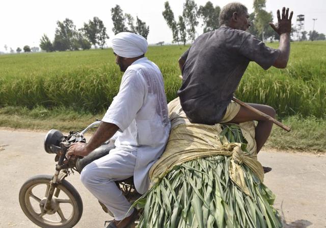 Several villagers in Chak Allah Baksh near the border in Amritsar have stayed behind to tend to the fields. (Gurpreet Singh/HT Photo) 