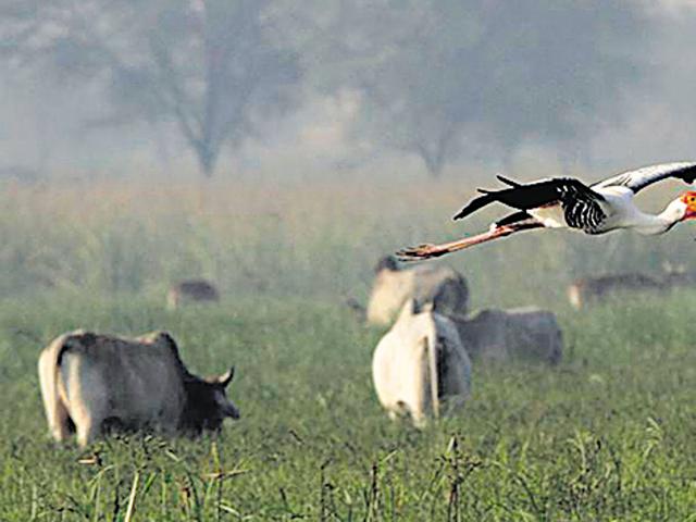 This year, the park had been closed from June to September.(Sanjeev Verma/HT File) This year, the park had been closed from June to September.(Sanjeev Verma/HT File)