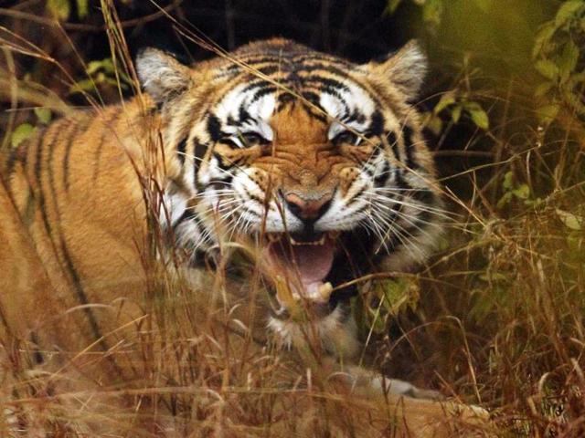 Officials said the animal was apparently abandoned by her mother for being weak and had failed to hunt two goats in Kumbhpani Range of the reserve a few days ago. Officials said the animal was apparently abandoned by her mother for being weak and had failed to hunt two goats in Kumbhpani Range of the reserve a few days ago.