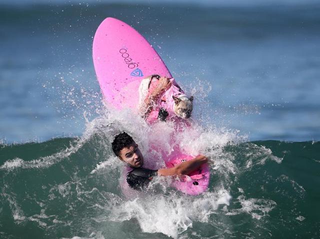A dog wipes out during the Surf City Surf Dog competition in Huntington Beach, California, US. (Reuters Photo) A dog wipes out during the Surf City Surf Dog competition in Huntington Beach, California, US. (Reuters Photo)