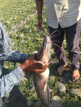 The magur catfish caught at Sukhna Lake. (Photo: Vikram Jit Singh)