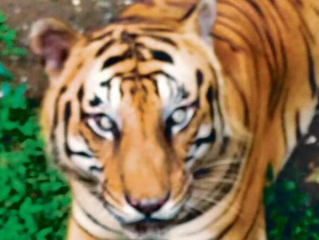 The tiger had a fit on Monday after it failed to urinate, said forest officers (HT File Photo) The tiger had a fit on Monday after it failed to urinate, said forest officers (HT File Photo)