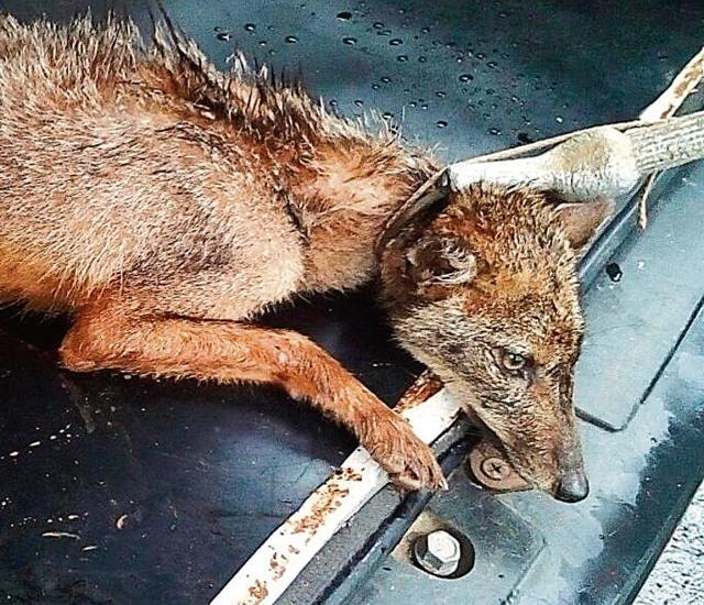 The jackal after she was rescued (HT Photo)