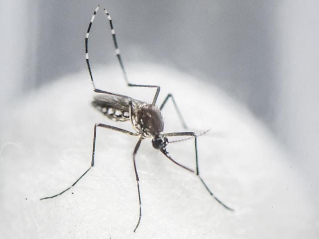 The aedes aegypti mosquito that spreads dengue and chikungunya. The BMC is looking to identify and stop the breeding of the mosquitoes, as cases of dengue rise in Mumbai. (Satish Bate/HT PHOTO)