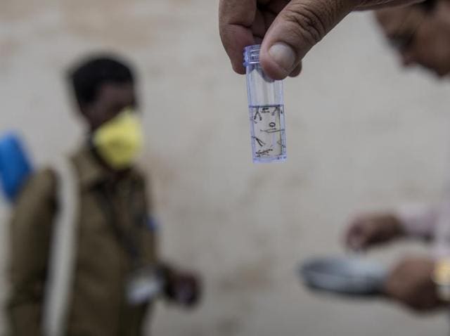 Mosquito larvae collected at a Mumbai locality on Monday evening. More than 75 lakh homes have been inspected to locate mosquito breeding spots. (Satish Bate/HT PHOTO)