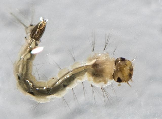 An aedes aegypti mosquito larva identified by BMC staff in a Mumbai locality. (Satish Bate/HT PHOTO)