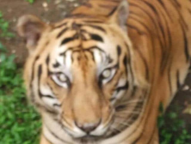 The tiger’s body was burned at the park’s crematorium on Tuesday by forest officers after conducting a post mortem. (HT photo) The tiger’s body was burned at the park’s crematorium on Tuesday by forest officers after conducting a post mortem. (HT photo)
