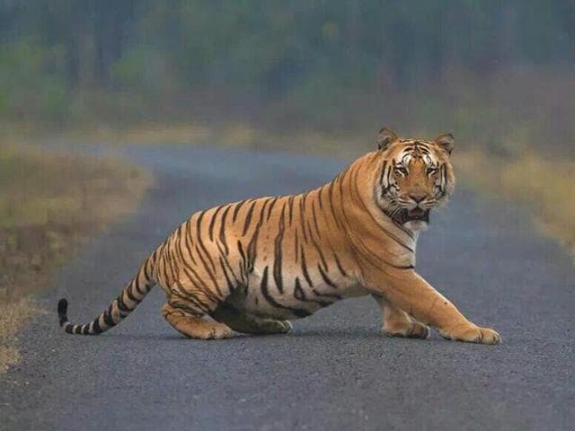 The global estimation of tigers in 2016 is 3900, a slight increase from 3200 in 2010.(HT file photo) The global estimation of tigers in 2016 is 3900, a slight increase from 3200 in 2010.(HT file photo)