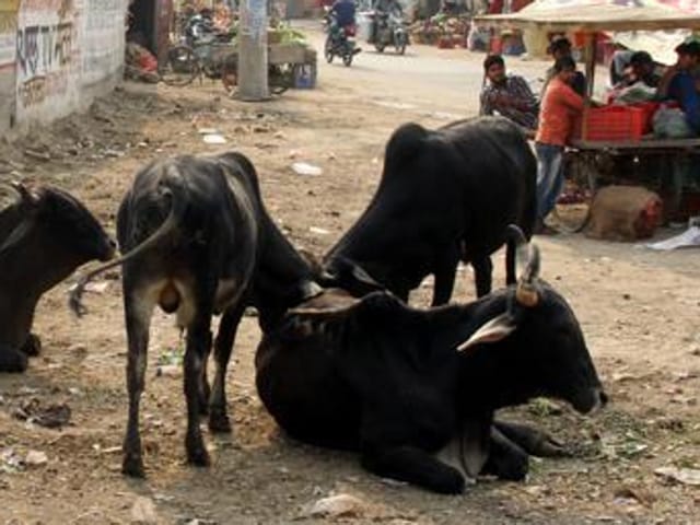 On roads in the cities and towns, cows have become cause of accidents (HT Representative Photo) On roads in the cities and towns, cows have become cause of accidents (HT Representative Photo)