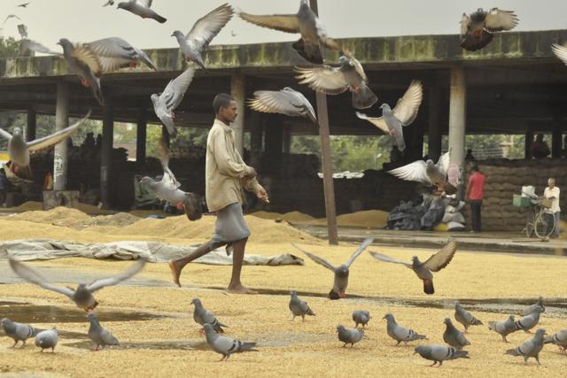 At New Grain Market, Jalandhar, after rain on Wednesday. (Sikander Singh Chopra/HT Photo) 