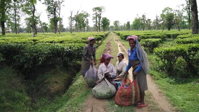The tea gardens of north Bengal are in trouble for a number of years. With gardens limping, children have been the worst sufferers with little food, education, medicine. This makes them vulnerable to trafficking, say NGOs. (HT Photo) The tea gardens of north Bengal are in trouble for a number of years. With gardens limping, children have been the worst sufferers with little food, education, medicine. This makes them vulnerable to trafficking, say NGOs. (HT Photo)