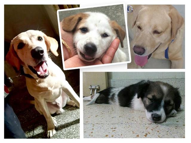 Dogs up for adoption Dogs up for adoption