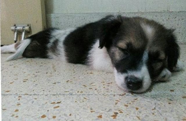 Chinki, a one month old Indie baby. Chinki, a one month old Indie baby.