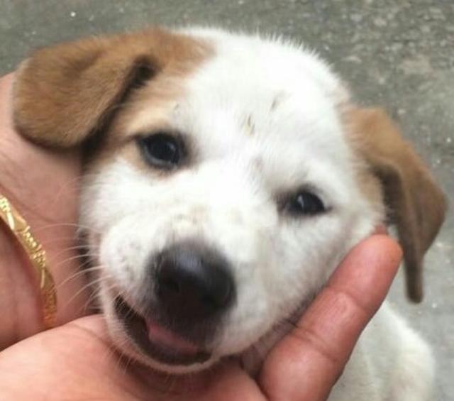 Kutush, an Indie baby. Kutush, an Indie baby.