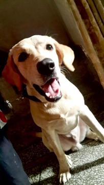 Google is a seven month old Labrador.
