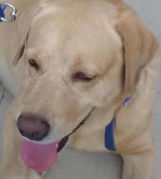 Santo, a three year old Labrador. Santo, a three year old Labrador.