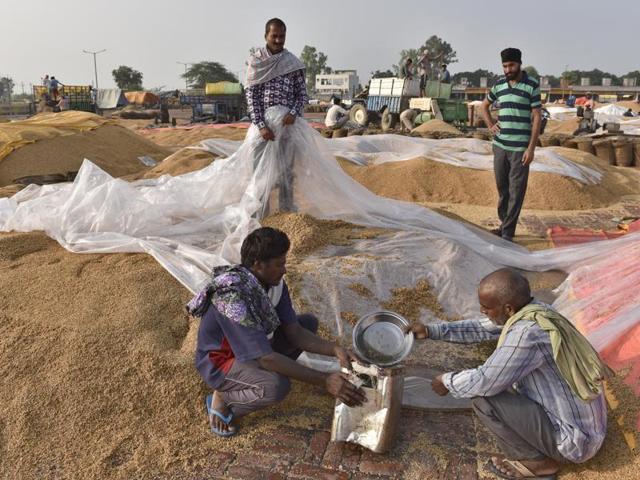 Workers removing rainwater from paddy in the Attari village grain market, 25km from Amritsar, on Wednesday, October 5. (Gurpreet Singh/HT Photo) 