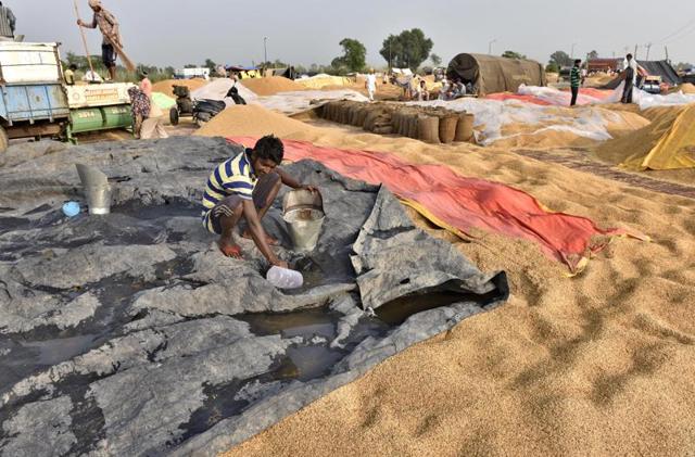 Workers removing rainwater from paddy in the Attari village grain marker, 25km from Amritsar, on Wednesday, October 5. (Gurpreet Singh/HT Photo) 