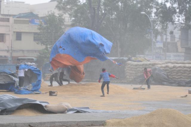 At New Grain Market, Jalandhar, after rain on Wednesday. (Pardeep Pandit/HT Photo) 