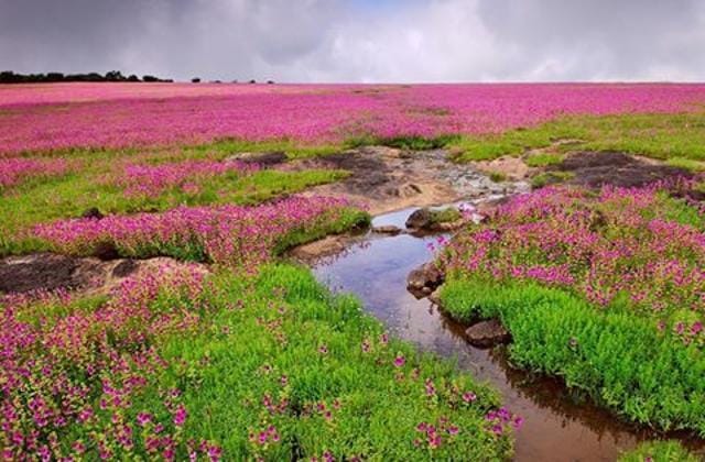 Kaas plateau Kaas plateau