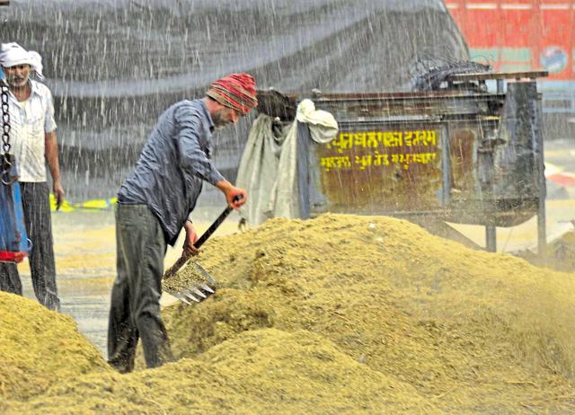 A worker removing the heap of paddy-husk to make way for the rainwater.(Pardeep Pandit/HT Photo)