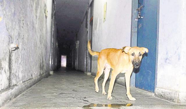 A stray dog in the hostel-F of GMC in Amritsar. (Sameer Sehgal/HT Photo)