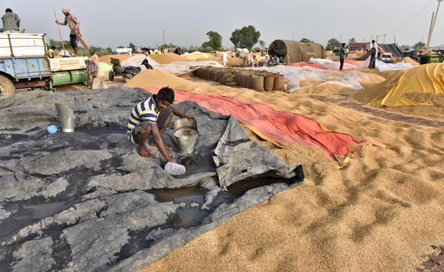 Workers remove rainwater from the paddy in Attari grain market ( (Photo by Gurpreet Singh/Hindustan Times))
