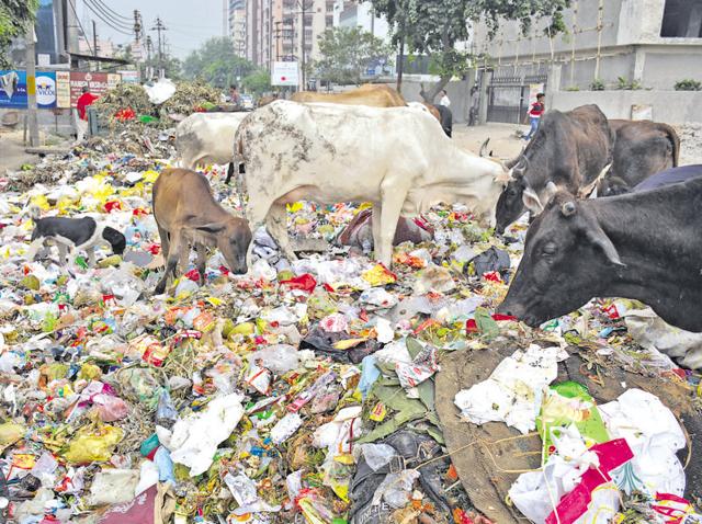 A petition filed in the green court says that sanitation workers dump garbage on the main roads and near residential spaces. (Sakib Ali/HT File) A petition filed in the green court says that sanitation workers dump garbage on the main roads and near residential spaces. (Sakib Ali/HT File)