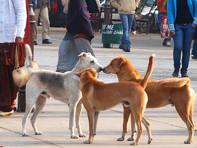 The intensity of stray dog menace in Kerala came to the fore three months ago when an aged woman in Thiruvananthapuram was killed by a pack of dogs. (HT File Photo) The intensity of stray dog menace in Kerala came to the fore three months ago when an aged woman in Thiruvananthapuram was killed by a pack of dogs. (HT File Photo)