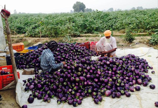 Labourers picking organically-produced bringals at Virk village near Phagwara on Thursday. (HT Photo)